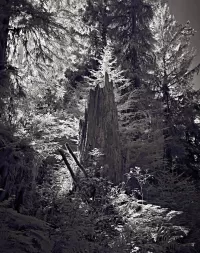 littleTreeOnStump_VIR7582_5057x6404_H_20_G2_LessQualityWGrain_1579x2000_H_10_G2_Long-Edge