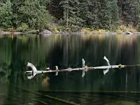 log_hiddenLk_DSC7842_1800x1350_H_20_G2_LessQualityWGrain