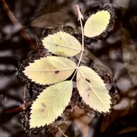 meniscusLeaf_DSC7960_2_2060x2060_H_20_G2_LessQualityWGrain