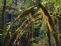 mossyBranches_R4_1335_2000x1500_H_20_G2_LessQualityWGrain