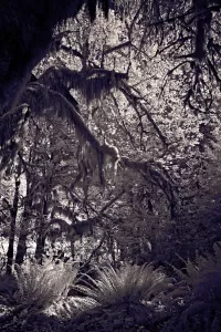 mossyLimbs_VIR7572_1334x2000_H_20_G2_LessQualityWGrain