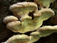 mushroom_R4_1012_2000x1500_H_20_G2_LessQualityWGrain