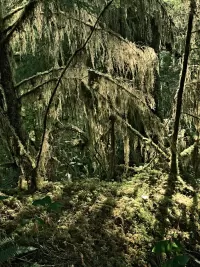 quinalt_R4_1021_1350x1800_H_20_G2_LessQualityWGrain