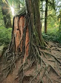 quinalt_R4_1024_1327x1800_H_20_G2_LessQualityWGrain