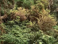 quinalt_R4_1065_1800x1350_H_20_G2_LessQualityWGrain