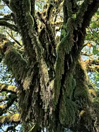 quinault_treebeard_R4_1043_ss_1500x2000_H_20_G2_LessQualityWGrain