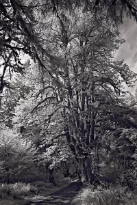 roadway_quinalt_VIR7547_1334x2000_H_20_G2_LessQualityWGrain