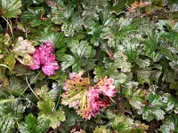 swampPlants_R4_1078_ss_2000x1500_H_20_G2_LessQualityWGrain