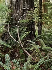 treeLimb-heartOfTheForrest_R4_1118_ss_1500x2000_H_20_G2_LessQualityWGrain