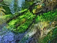 waterPlants_hoh_R4_1164_2000x1500_H_20_G2_LessQualityWGrain