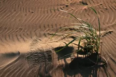 DuneGrass_OceanShores_DSC7819_ss_2000x1500_H_20_G2_LessQualityWGrain