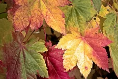 Leaves_OldPipelineTrail_TumwaterCynBridge_R4_1658_2000x1500_H_20_G2_LessQualityWGrain