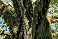 quinault_treebeard_R4_1043_ss_1500x2000_H_20_G2_LessQualityWGrain