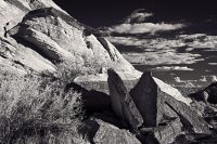 butterfly_snowCyn_VIR7268_ss