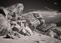 Stone fish