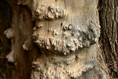 Denuded cottonwood