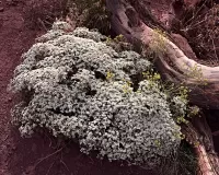 1_Plant_fisherTwrs_R4_0691_ss_1920x1536_U_20_Long-Edge