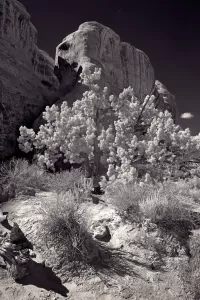 archesScenery_VIR7490_1281x1920_U_20_Long-Edge