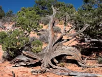 barelyAliveJunniper_DSC7735_1920x1440_U_20_Long-Edge