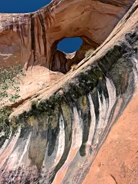 bowtie_R4_0849_ss_1440x1920_U_20_Long-Edge