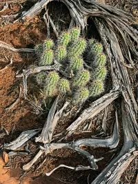 cactus_R4_0669_ss_1440x1920_U_20_Long-Edge