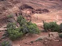 cedar_DeadHorsePt_R4_0657_ss_1920x1440_U_20_Long-Edge