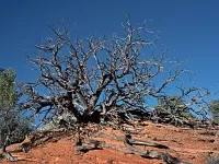 deadJuniper_DSC7736_1920x1440_U_20_Long-Edge