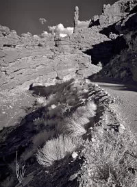 onionCrk_VIR7518_1407x1920_U_20_Long-Edge