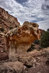 snakeHead_R4_0588_89_90_1279x1920_U_20_Long-Edge