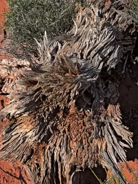 stump_Prithett_R4_0780_1440x1920_U_20_Long-Edge