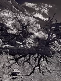 wallWDeadTree_Pritchard_VIR7427_1440x1920_U_20_Long-Edge