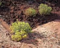 yellowPlants_R4_0671_4x5crop_1920x1536_U_20_Long-Edge