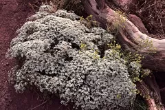 1_Plant_fisherTwrs_R4_0691_ss_1920x1536_U_20_Long-Edge