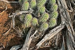 cactus_R4_0669_ss_1440x1920_U_20_Long-Edge