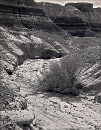 1359_stripeButteNPlant_fb