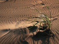 DuneGrass_OceanShores_DSC7819_ss