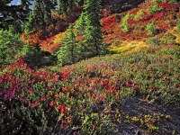 MtBaker_artistpt_R4_1521