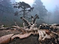 RialtoFog_R4_1201_fb