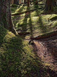 ancientGroveR4_1443_4_5_fb