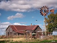 buzzards_DSC8121_small