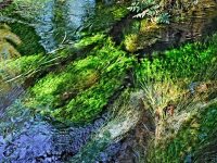 waterPlants_hoh_R4_1164