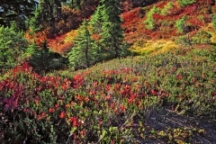 MtBaker_artistpt_R4_1521