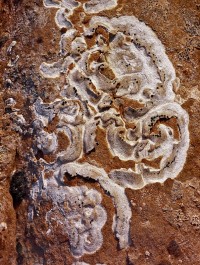 112-Curdled-Brains