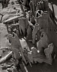 164-Fragile-sand-tufa