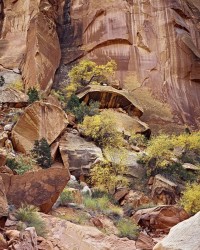 4-Fall-cottonwoods-with-red-walls
