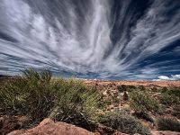 PritchetMormonTeaSky_R4_0786_ss