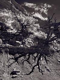 wallWDeadTree_Pritchard_VIR7427