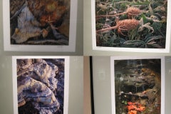 The donated images