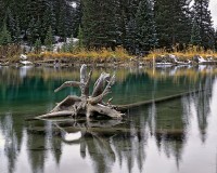 100-Beaver-pond-with-stump