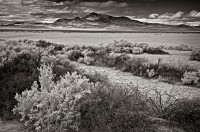 174-Cuddeback-Dry-Lake